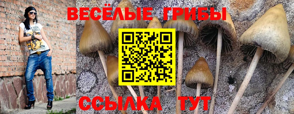 Псилоцибиновые грибы Psilocybine cubensis Великие Луки